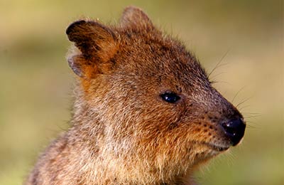 Quokka, Rottnest Island, Australien