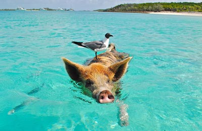 Schwimmende Schweine, Bahamas